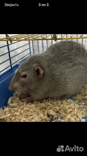 Декоративная крыса в дар