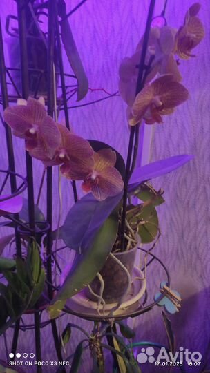 Орхидеи