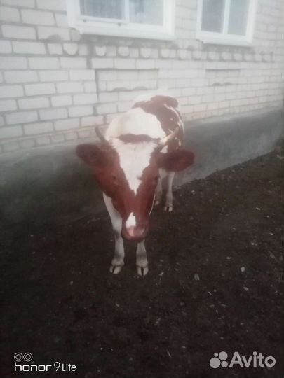 Тёлочка 1,5 года