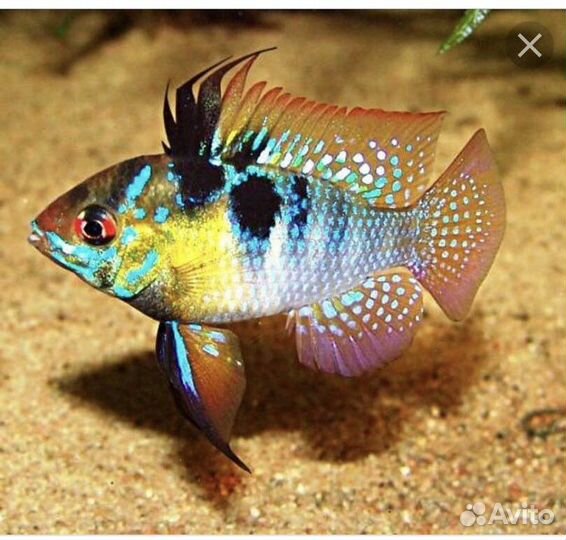 Аквариумные Рыбки