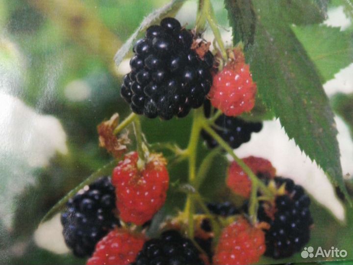 Ежевика бесшипная