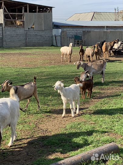 Овцы/Бараны Козы/Козлы и Ягнята