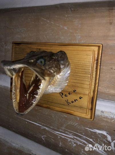 Чучело рыбы