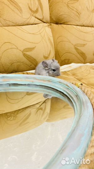 Шиншилла