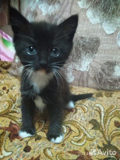 Очень милые котята