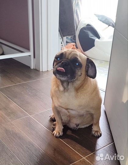 Собака мопс