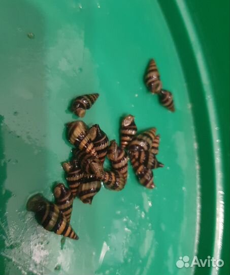 Улитка хелена