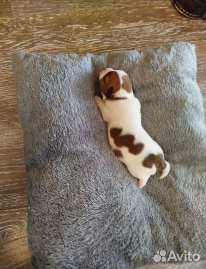 Щенки джек рассел терьер гладкошерстный