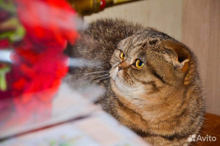 Отдадим котят