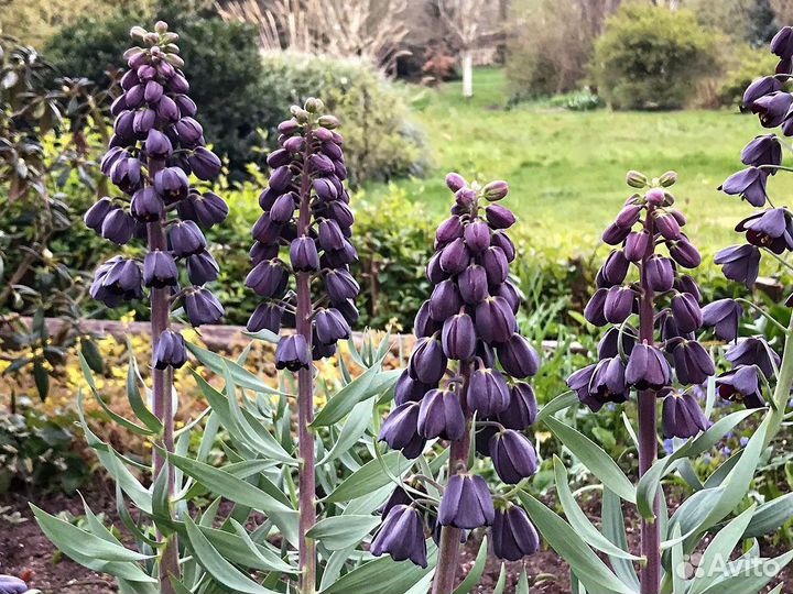 Рябчик персидский и Рубра