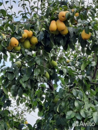 Продам груши