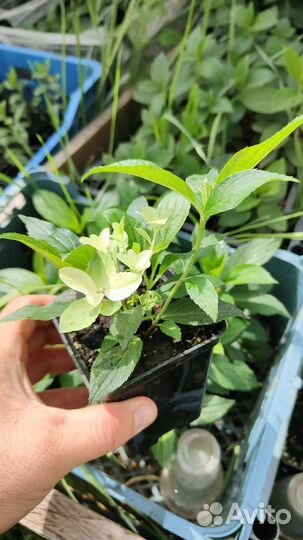 Гортензия Литл фреско