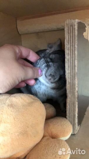 Шиншилла с клеткой