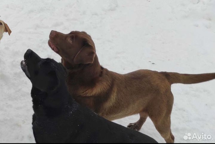 Лабрадор для вязки