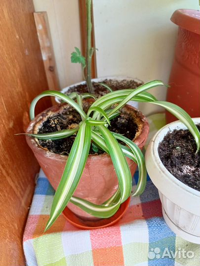 Комнатные растения цветы бесплатно