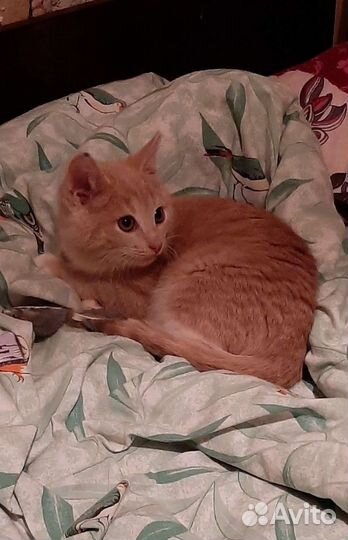 Котенок из ледяных развалин