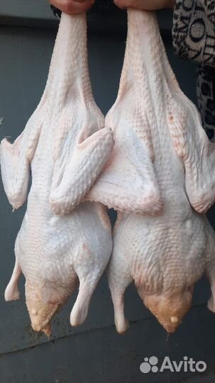 Домашнее мясо птицы