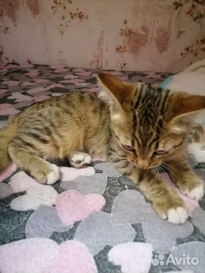 Бенгальская кошка