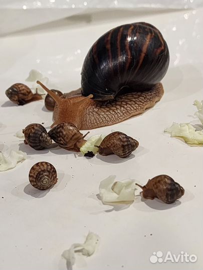 Улитки ахатины