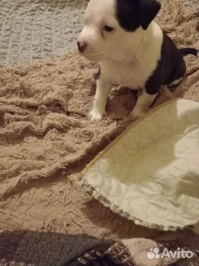 Стаффордширский терьер