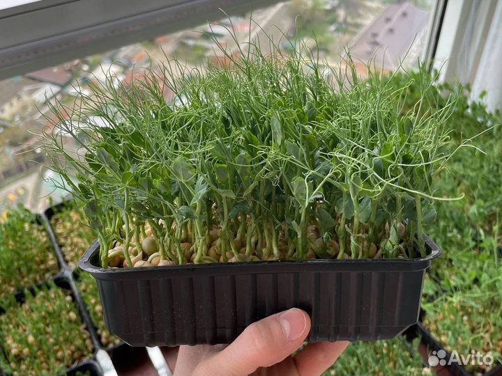 Микрозелень гороха