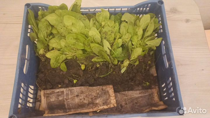 Рассада табака