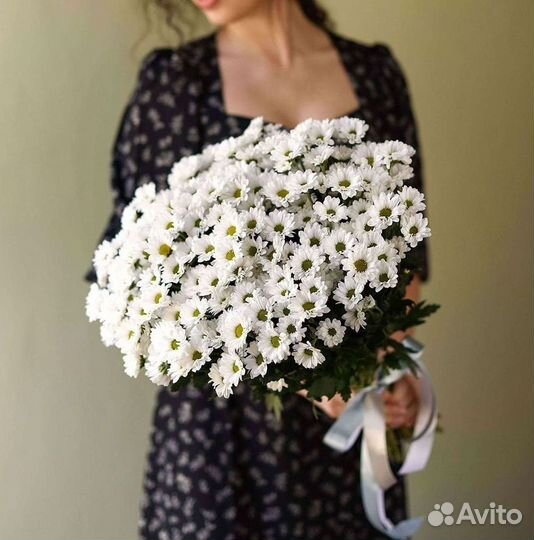 Хризантема