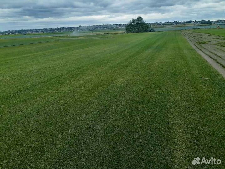 Рулонный газон от производителя