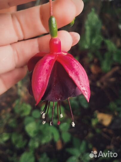 Фуксия максима maxima