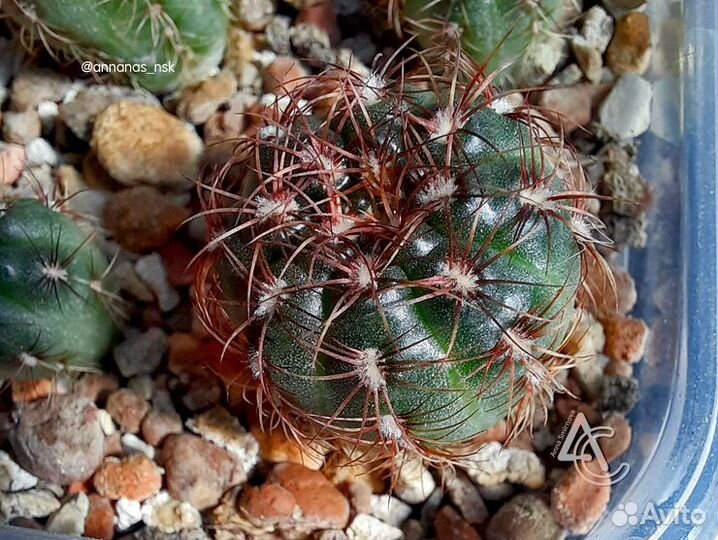 Кактус Gymnocalycium mesopotamicus
