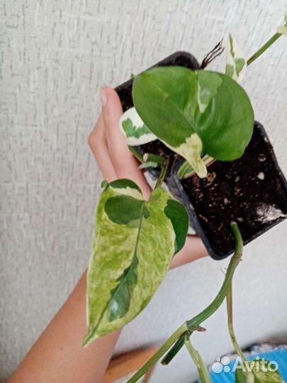 Сциндапсусы, эпипремнумы