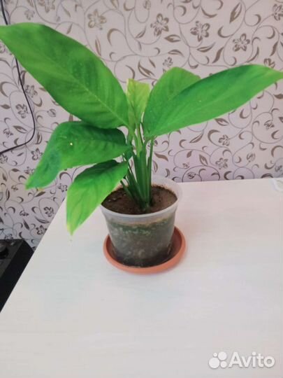 Спатифиллум