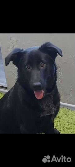 Баги - Багира