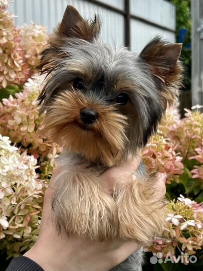 Йоркширский терьер