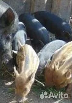 Козлята на развод. Поросята-кармалы