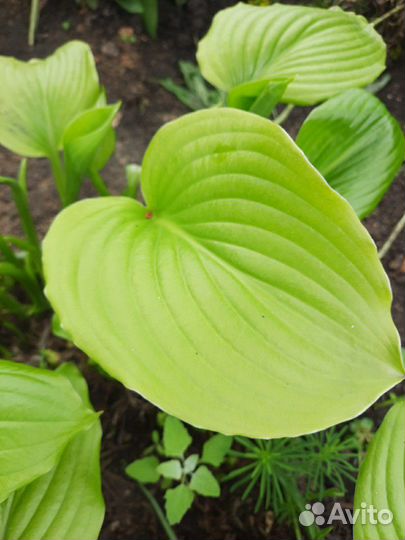 Хоста Папортник