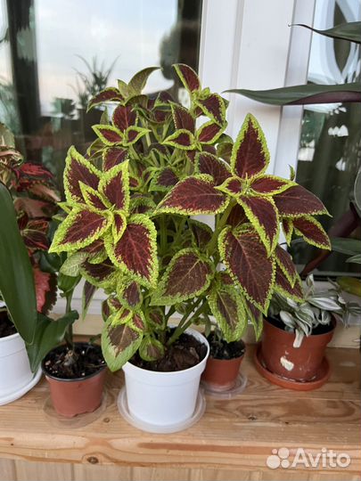 Комнатный цветок coleus