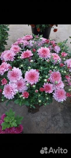 Хризантемы мультифлора