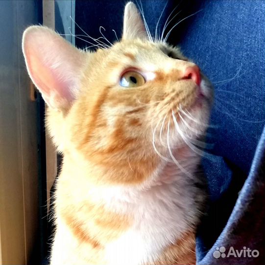 Рыжик ищет дом