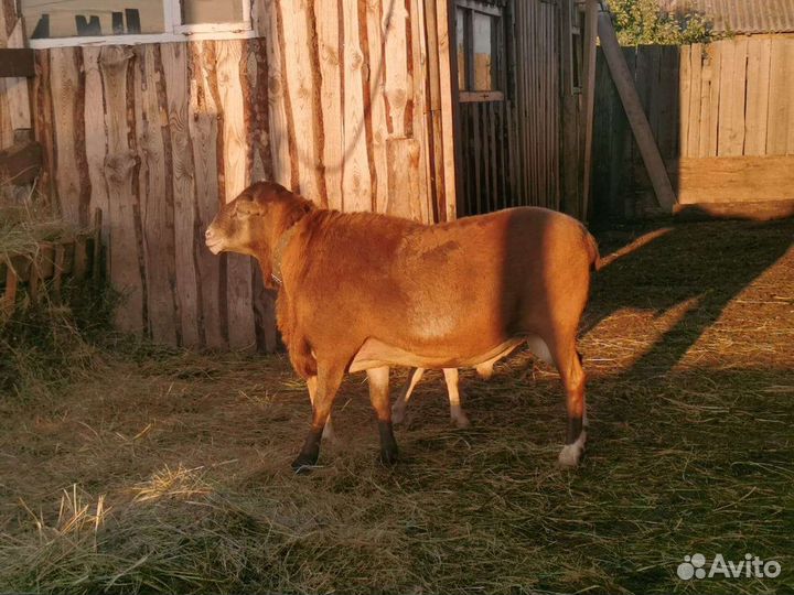 Катумский баран