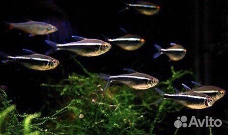 Неон голубой