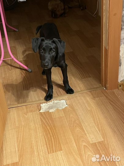 Отдаю щенка даром