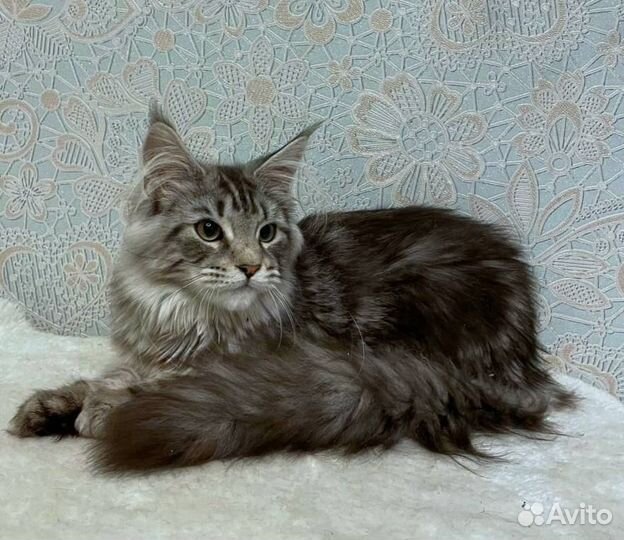 Котенок Мейн-Кун