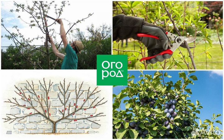 Спил-Деревьев-Расчистка участка