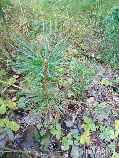 Саженцы сибирского кедра