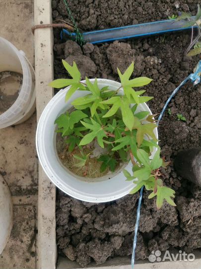 Батат рассада