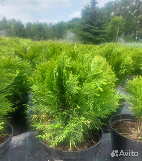 Туя западная 