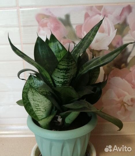 Сансевиерия ханни