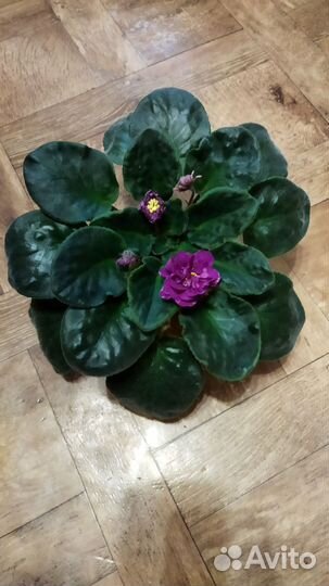 Фиалка ек-Осенние Георгины