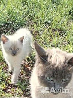 Котята в добрые руки бесплатно